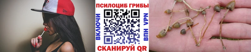 цена   Кувандык  Галлюциногенные грибы прущие грибы 